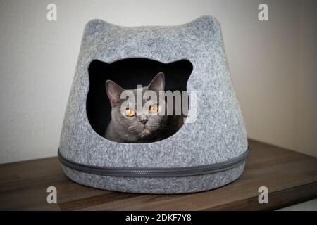 tortoiseshell british shorthair cat resting inside of cat head shaped pet cave looking out Stock Photo