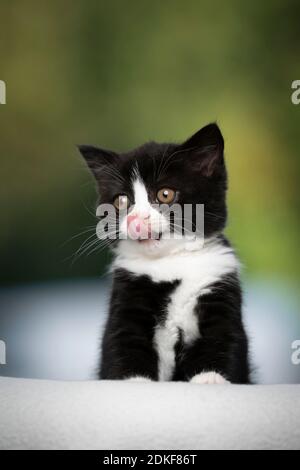 cute hungry black white tuxedo british shorthait kitten licking lips Stock Photo