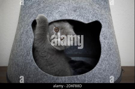 playful fluffy british shorthait kitten inside of cathead shaped felt pet cave looking out Stock Photo