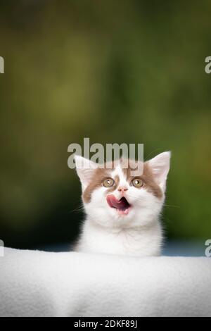 hungry white cinnamon british shorthait kitten licking lips looking up on green background with copy space Stock Photo