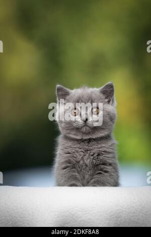 fluffy young british shorthair kitten sitting on beige blanket looking at camera on natural background Stock Photo
