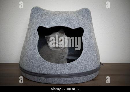 cute fluffy british shorthait kitten resting inside of cathead shaped felt pet cave looking out Stock Photo