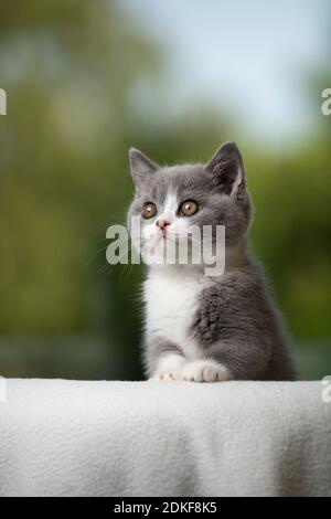 cute blue white british shorthair kitten portrait looking curiously Stock Photo