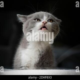 cute young british shorthait kitten with open mouth meowing Stock Photo