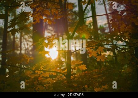Young maple tree in autumn in the forest, leaves bear autumn colors, sun in the background Stock Photo