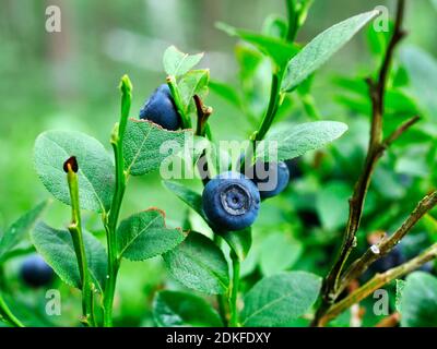 Bilberry (Vaccinium myrtillus L.) - a species of perennial plant from the heather family, which provides valuable vitamins and minerals Stock Photo