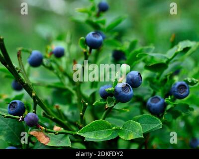 Bilberry (Vaccinium myrtillus L.) - a species of perennial plant from the heather family, which provides valuable vitamins and minerals Stock Photo