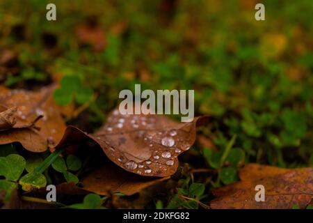 Brown-coloured oak leaves lie on the ground in autumn, on the leaves there are water drops Stock Photo