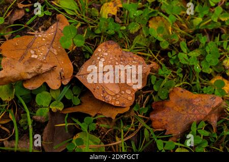 Brown-coloured oak leaves lie on the ground in autumn, on the leaves there are water drops Stock Photo