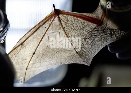 Bat, rough-skin bat, Pipistrellus nathusii, wings, research Stock Photo