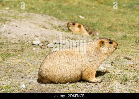 Couple of funny surprising himalayan marmots (groundhogs) on the green meadow in the vicinity of Pangong Tso Lake (Himalayas, Ladakh, India) Stock Photo