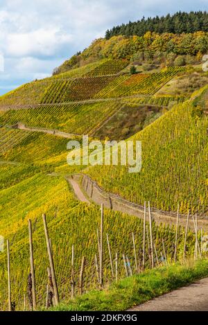 Farm roads in the autumn vineyards of Schweich on the Moselle. Stock Photo