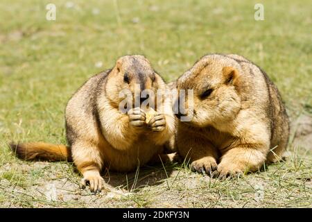 Couple of funny surprising himalayan marmots (groundhogs) with biscuit on the green meadow in the vicinity of Pangong Tso Lake (Himalayas, Ladakh, Ind Stock Photo