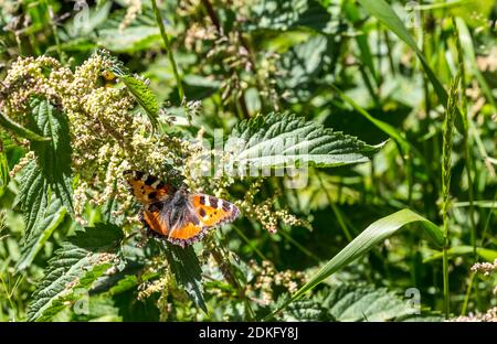 small tortoiseshell butterfly, Wallberg, 1722 m, Rottach-Egern, Tegernsee, Bavarian Alps, Bavaria, Germany, Europe Stock Photo