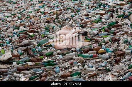 Pelican swims in a sea full of plastic waste (M) Stock Photo