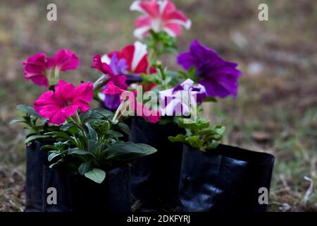 Beautiful petunia flowers of various color and variety grown in black grow bags at home or nursery blooming Stock Photo