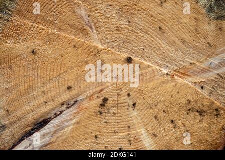 Detail of a cut tree with rings - suitable as a background Stock Photo