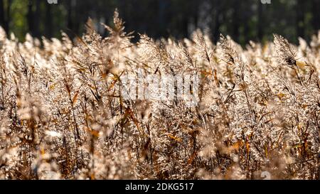 Reed grass in the morning sun. Grasses in the back light. Vorpommersche Boddenlandschaft National Park. Stock Photo