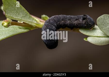 Caterpillar of the species Spodoptera cosmioides eating the Common Purslane plant of the species Portulaca oleracea Stock Photo