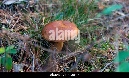 Chestnut boletus (Boletus badius) Stock Photo