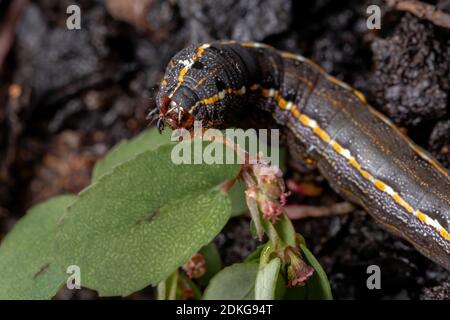 Caterpillar of the species Spodoptera cosmioides eating a Red Caustic-Creeper of the species Euphorbia thymifolia Stock Photo