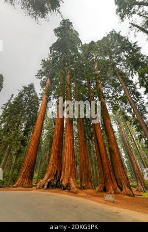 Giant Sequoias (Sequoiadendron Giganteum) a part of the Parker Group in Sequoia National Park, California. Stock Photo