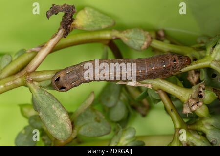 Caterpillar of the species Spodoptera cosmioides eating the Common Purslane plant of the species Portulaca oleracea Stock Photo