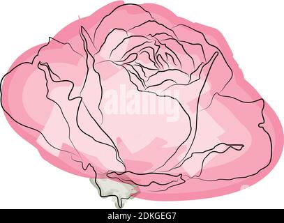 Pink rose watercolor, isolated on white. Vector format EPS 10 Stock Vector