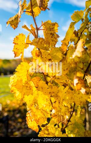 Autumn mood in Rheinhessen, golden October, vineyard near Vendersheim, Stock Photo