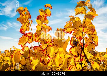Autumn mood in Rheinhessen, golden October, vineyard near Vendersheim, Stock Photo