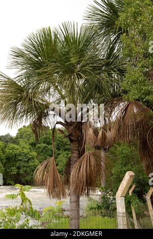 Moriche Palm Tree of the species Mauritia flexuosa Stock Photo
