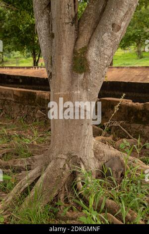 trunk of Weeping Fig of the species Ficus benjamina Stock Photo