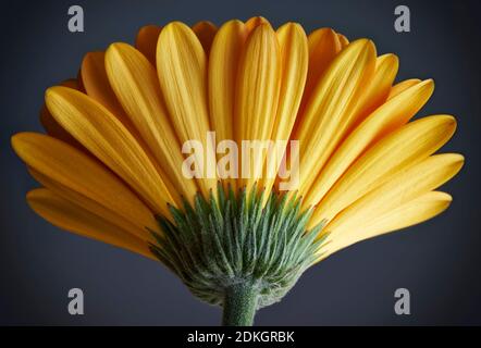 Single yellow gerbera flower from the back on a dark grey background Stock Photo