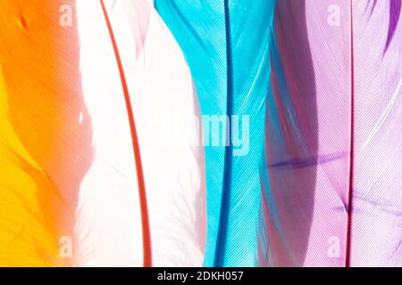 Colorful feathers texture close up Stock Photo