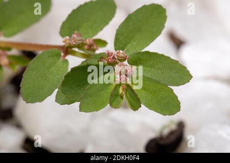 Red Caustic-Creeper of the species Euphorbia thymifolia with fruits and flowers Stock Photo