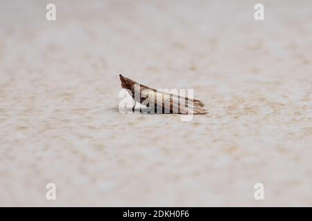 Indian Meal Moth of the species Plodia interpunctella Stock Photo