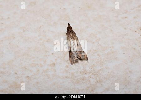 Indian Meal Moth of the species Plodia interpunctella Stock Photo