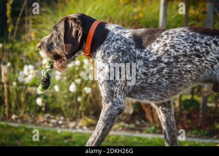 a portrait of a German Drahthaar hunting dog Stock Photo
