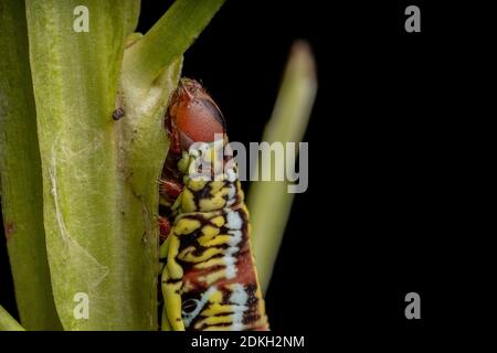 Catterpillar of Banded Sphinx Moth of the species Eumorpha fasciatus eating a plant Stock Photo