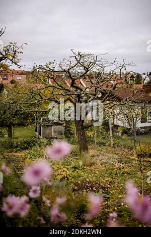 finished pruned apple tree, pruning of an apple tree in autumn Stock Photo