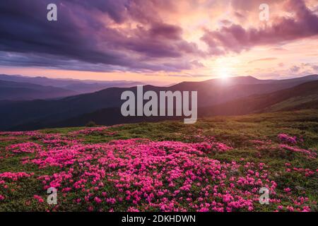 A lawn covered with flowers of pink rhododendron. Scenery of the sunrise at the high mountains. Dramatic sky. Amazing summer day. The revival of the p Stock Photo