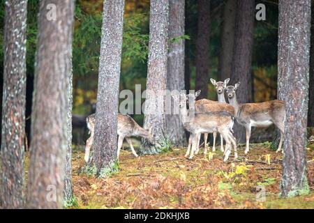 Pack of fallow deer in the forest Stock Photo