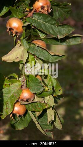 Medlar fruits Stock Photo