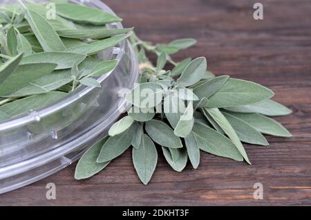 Salvia officinalis. Fresh sage herb ready to be dried in a convection-type food dehydrator. Stock Photo