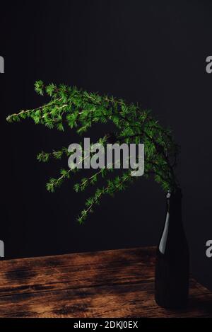 Fresh green larch branch in glass bottle on rustic wooden table Stock Photo