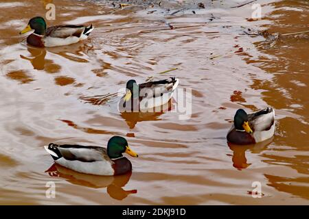A group of mallards swim in the murky water of the Bridgewater and Taunton canal in Somerset on an overcast autumn day Stock Photo