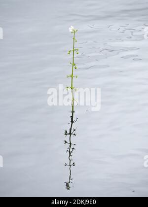 simplicity - tall single stem of waterplant with white flower at its apex reflected in portrait format  in the rippling water - Yorkshire, England, UK Stock Photo