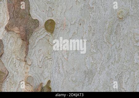 The bark of plane tree (Platanus acerifolia) is a nice background , macro photo Stock Photo