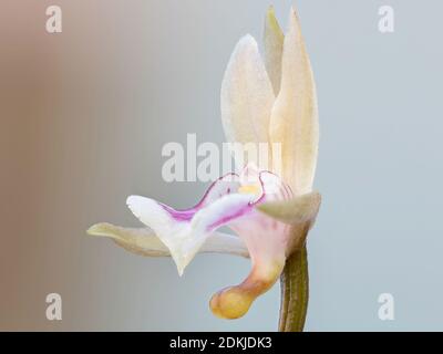 Monk Orchid of the species Oeceoclades maculata Stock Photo