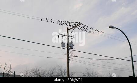Birds lined down some power lines on pole, vancouver canada Stock Photo
